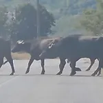 Feriehus Kerkini's Harmony House Kerkíni