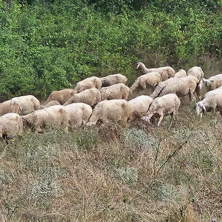 Kerkini's Harmony House Kerkíni