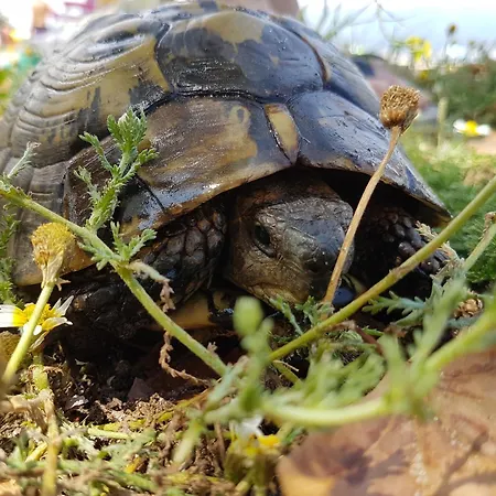 Kerkini's Harmony House Vakantiehuis *