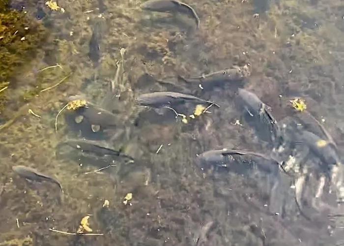 Kerkini's Harmony House *