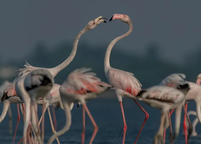 Kerkini's Harmony House