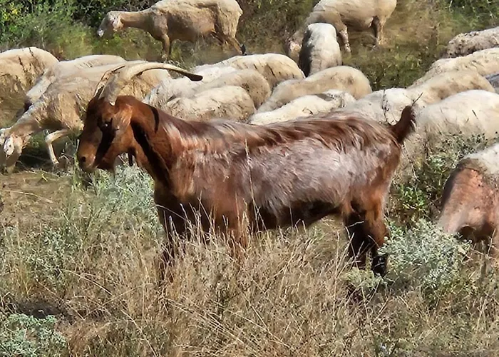Kerkini's Harmony House Vakantiehuis
