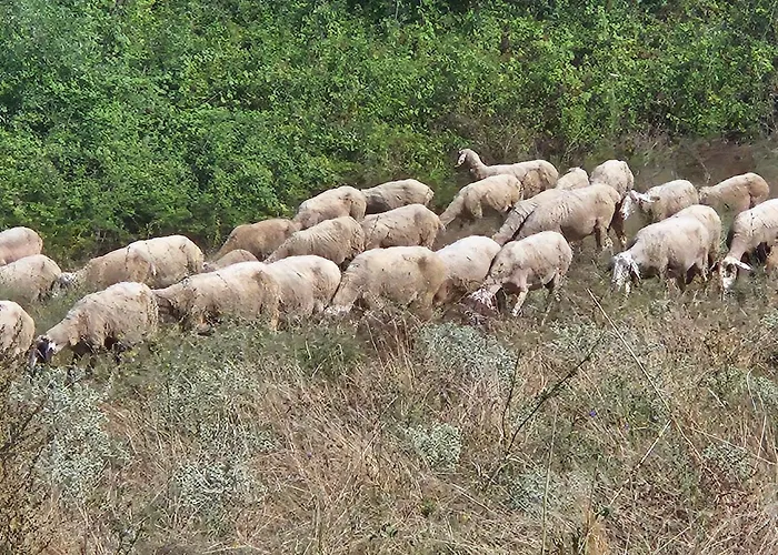 Kerkini's Harmony House Kerkíni