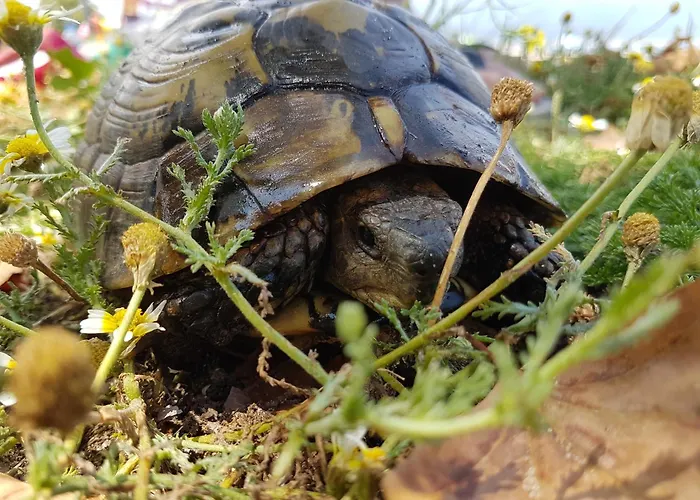 Kerkini's Harmony House Vakantiehuis *