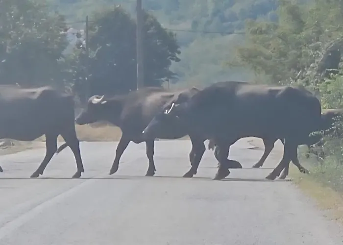 Vakantiehuis Kerkini's Harmony House Kerkíni